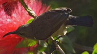 Souimanga Sunbird