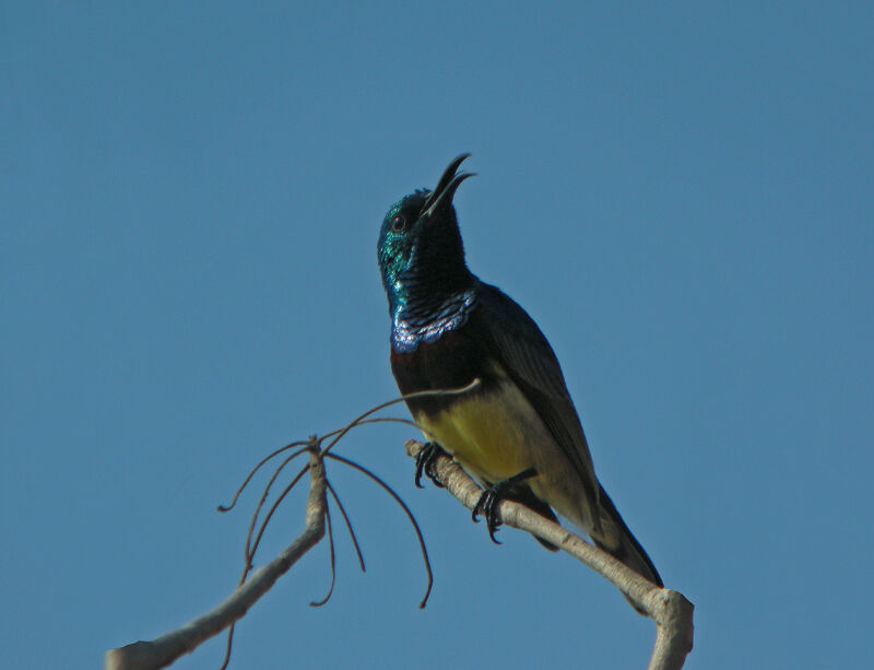 Souimanga Sunbird