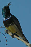 Souimanga Sunbird