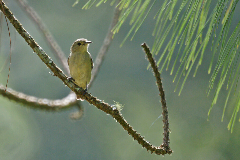 Plain Sunbird