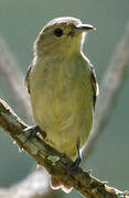 Plain Sunbird