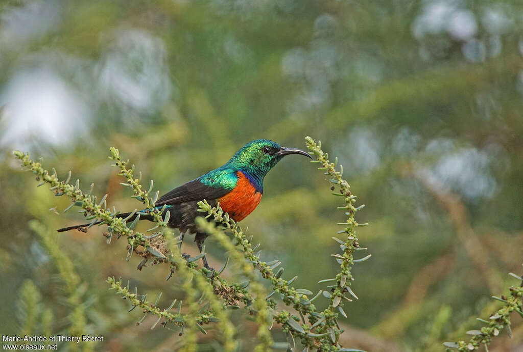 Souimanga nectarin mâle adulte nuptial, identification