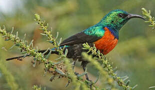 Black-bellied Sunbird