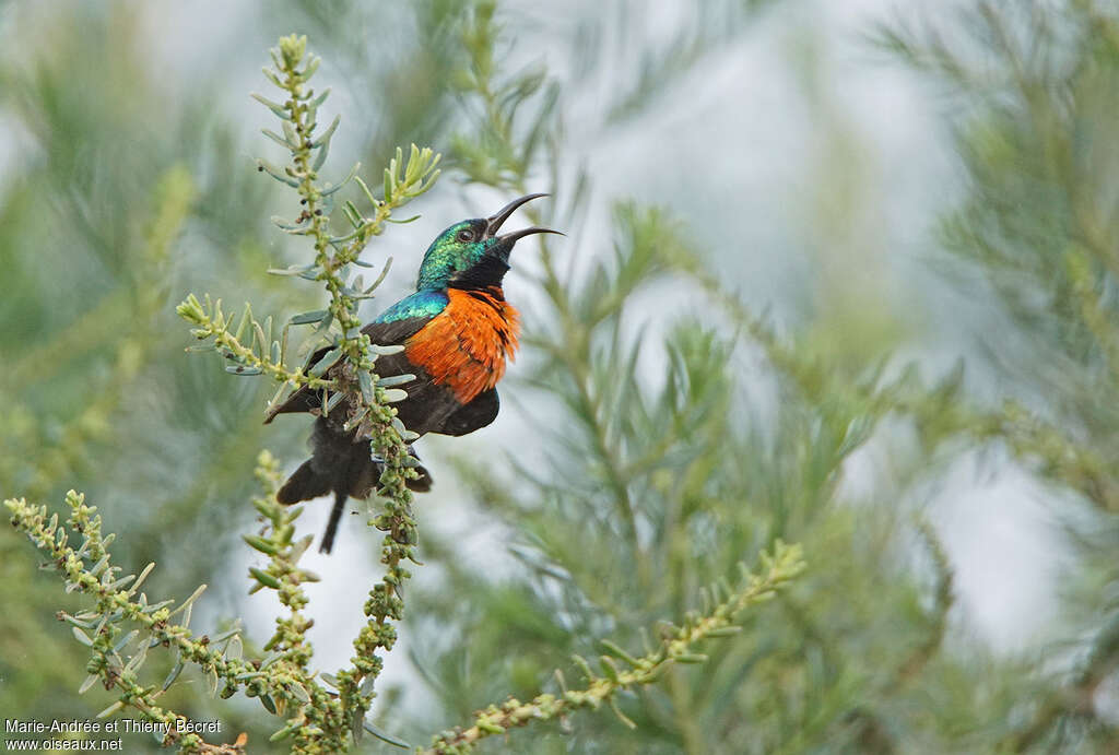 Black-bellied Sunbirdadult, song