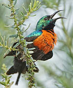 Black-bellied Sunbird