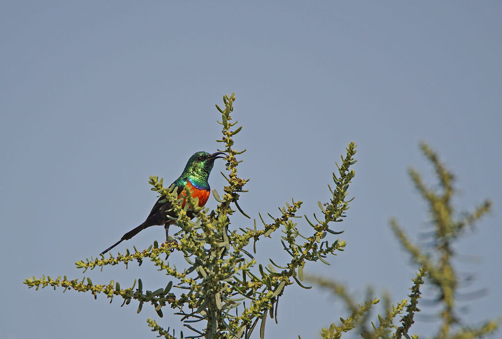 Black-bellied Sunbird