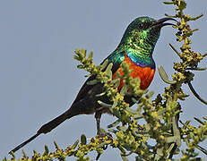 Black-bellied Sunbird