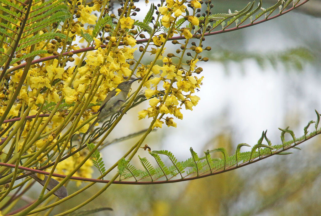 Olive Sunbird