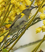 Olive Sunbird