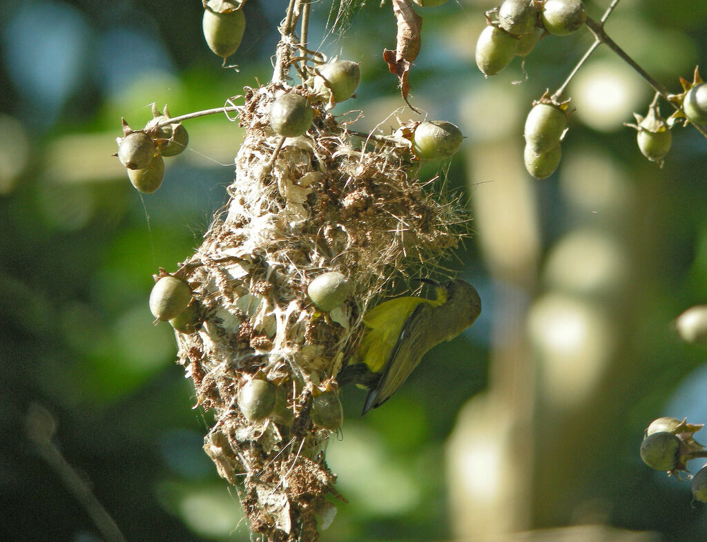 Souimanga orné