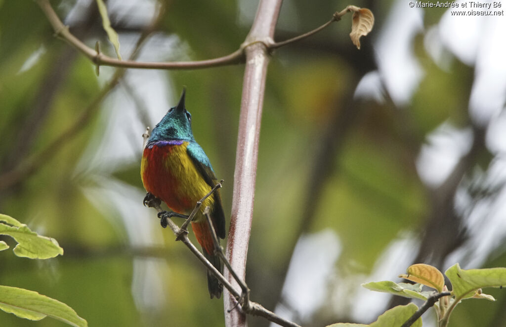 Regal Sunbird