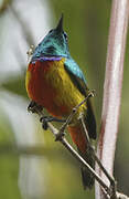 Regal Sunbird