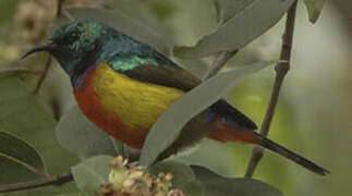 Regal Sunbird