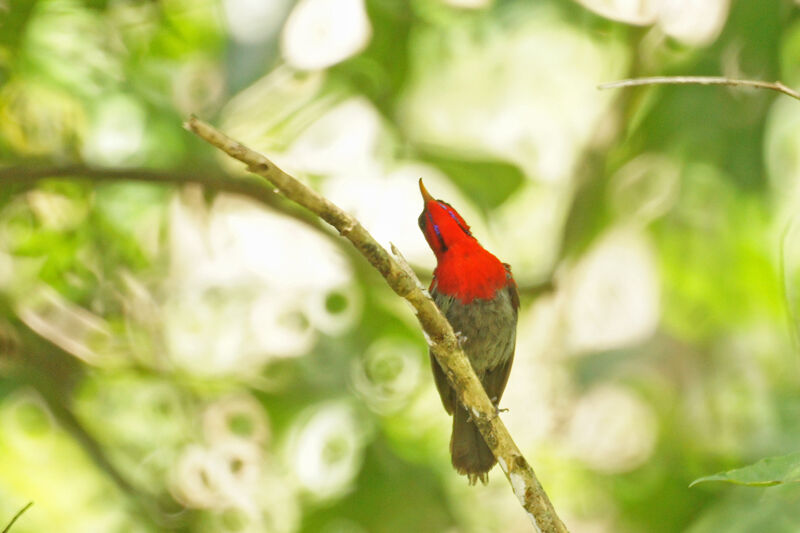 Crimson Sunbird