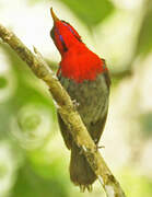 Crimson Sunbird