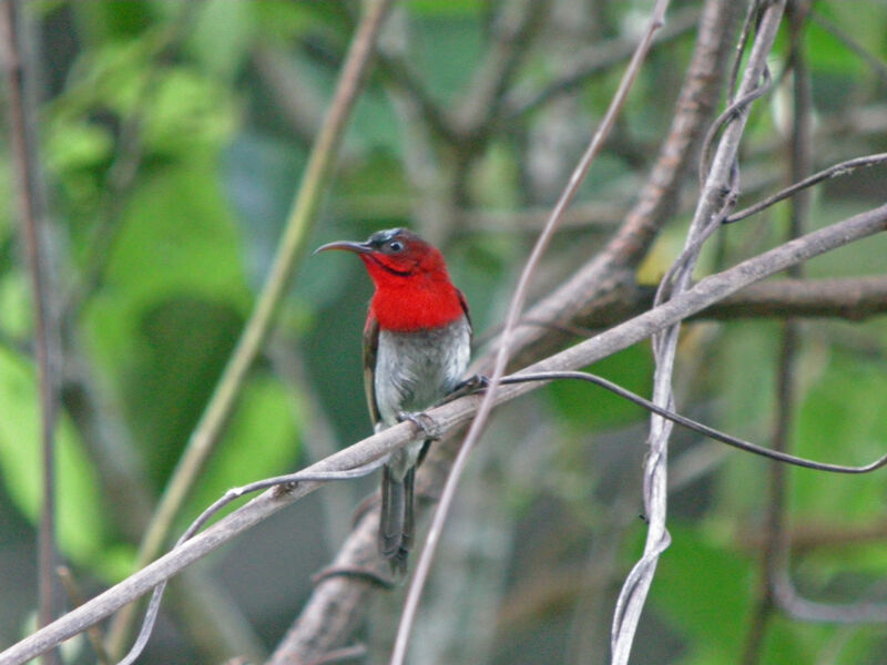 Crimson Sunbird