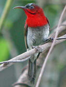 Crimson Sunbird