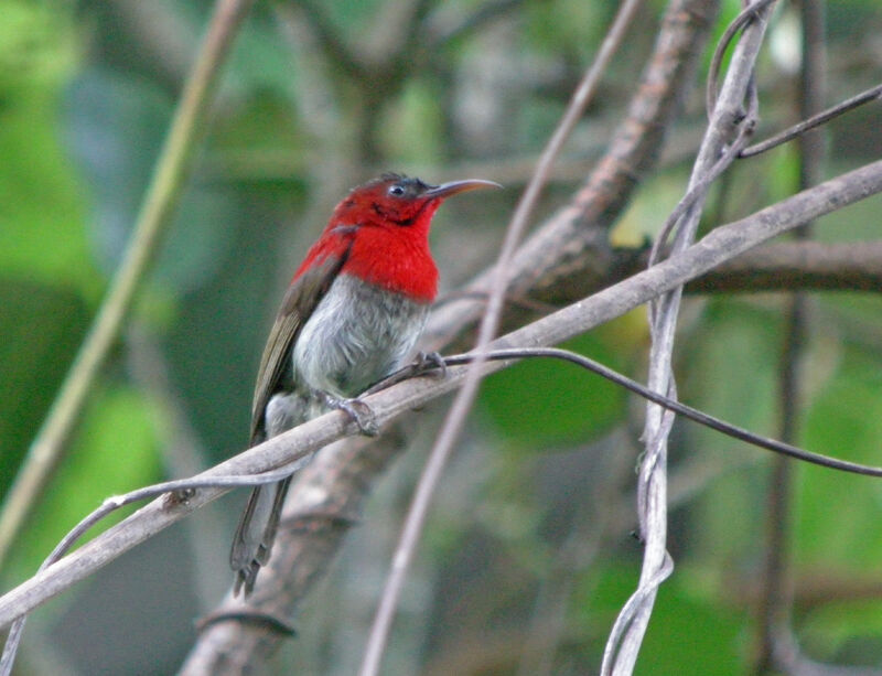 Crimson Sunbird