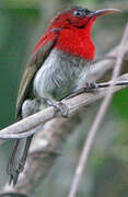 Crimson Sunbird