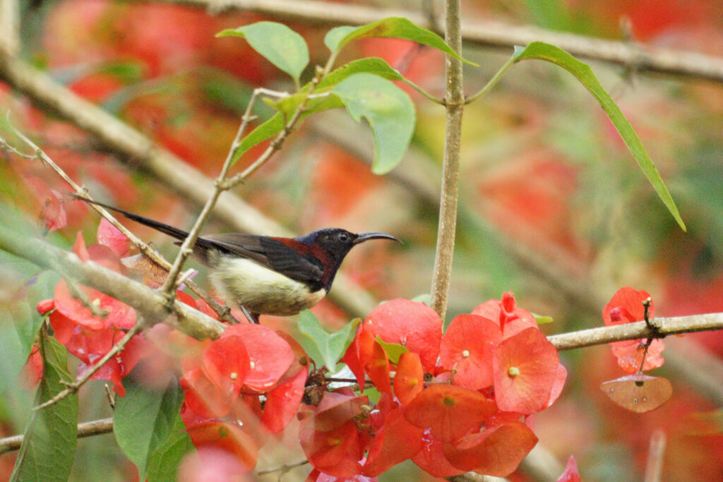 Black-throated Sunbird male