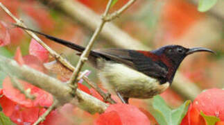 Black-throated Sunbird