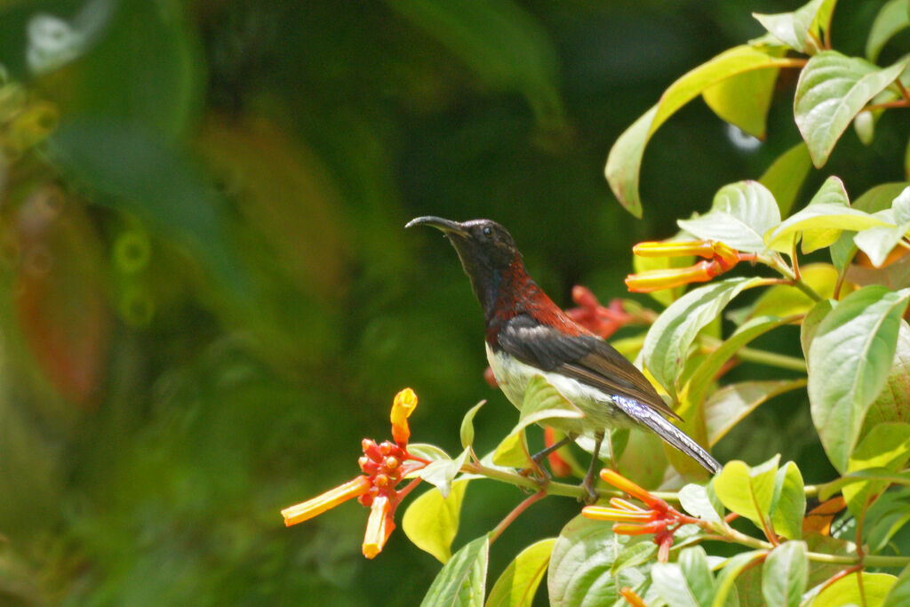 Black-throated Sunbird male