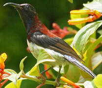 Black-throated Sunbird