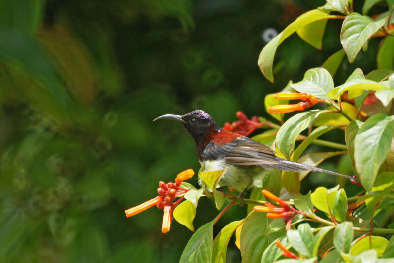 Black-throated Sunbird male