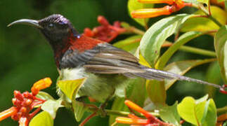 Black-throated Sunbird