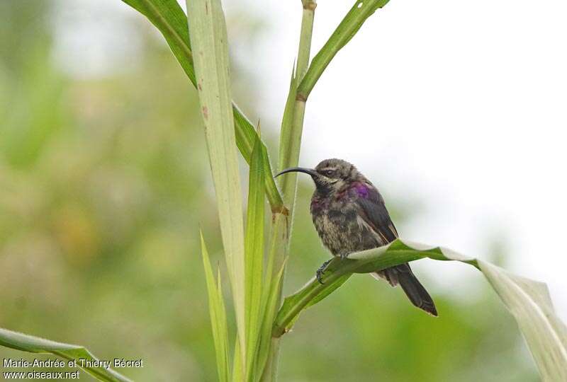 Souimanga tacazze mâle immature, identification