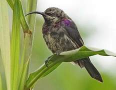 Tacazze Sunbird