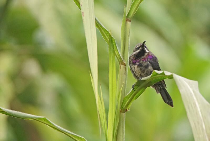 Tacazze Sunbird