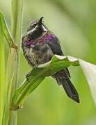 Tacazze Sunbird