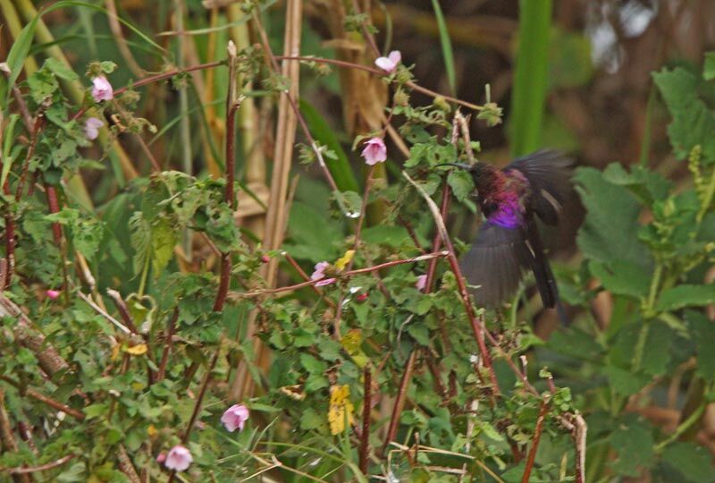 Tacazze Sunbird