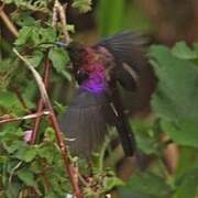 Tacazze Sunbird