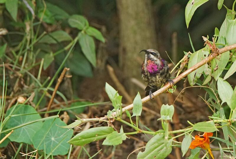 Tacazze Sunbird