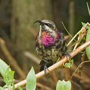 Tacazze Sunbird