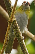 Black-billed Peppershrike