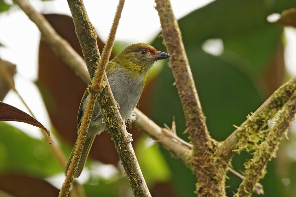 Black-billed Peppershrike