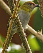 Black-billed Peppershrike