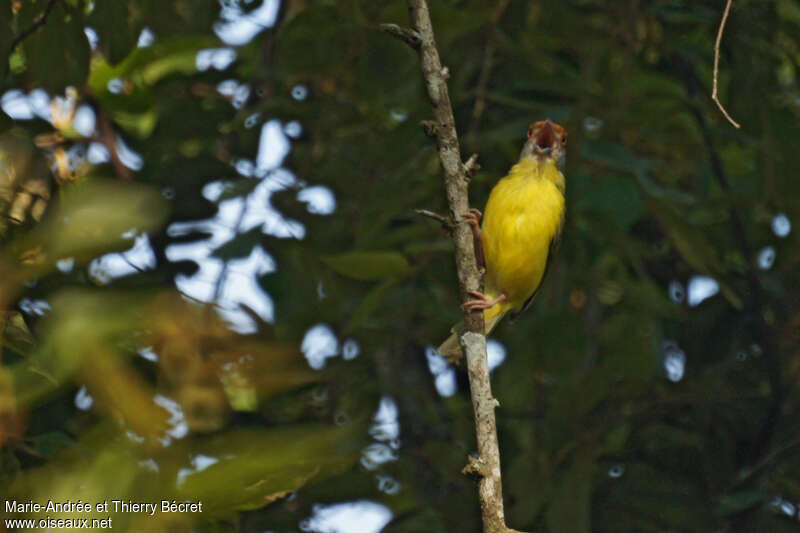 Rufous-browed Peppershrikeadult, pigmentation, song