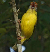 Rufous-browed Peppershrike