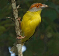 Rufous-browed Peppershrike