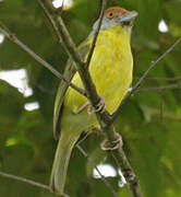 Rufous-browed Peppershrike