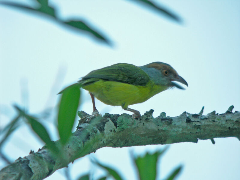 Rufous-browed Peppershrike