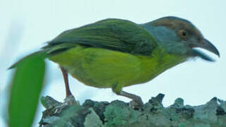 Rufous-browed Peppershrike