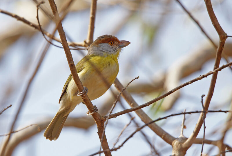 Rufous-browed Peppershrike