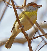 Rufous-browed Peppershrike