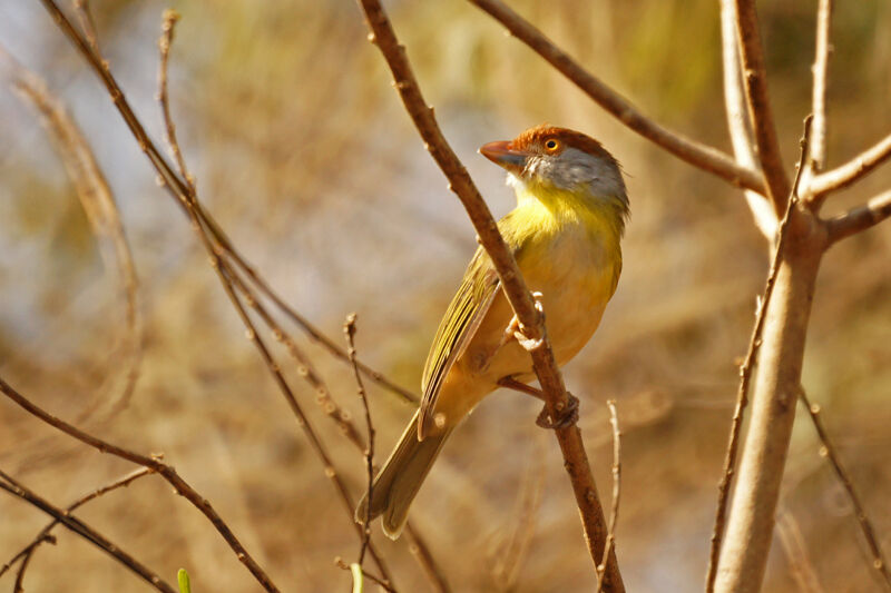 Rufous-browed Peppershrike