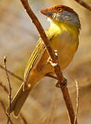 Rufous-browed Peppershrike